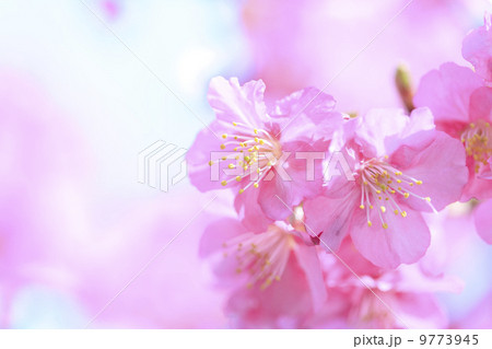 春爛漫・桜／河津桜 9773945