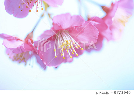 春爛漫・桜/河津桜 春爛漫・桜/河津桜 9773946