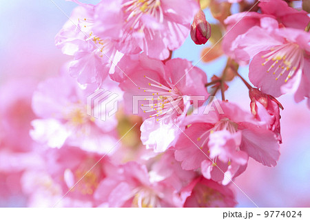 春爛漫・桜／河津桜 9774024