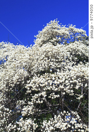 春の訪れ・ハクモクレン 9774050