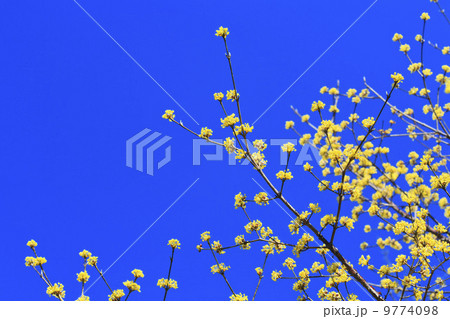 春の訪れ・サンシュユ 春の訪れ・サンシュユ 9774098