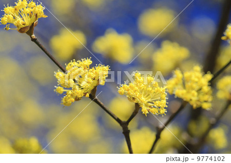 春の訪れ・サンシュユ 9774102