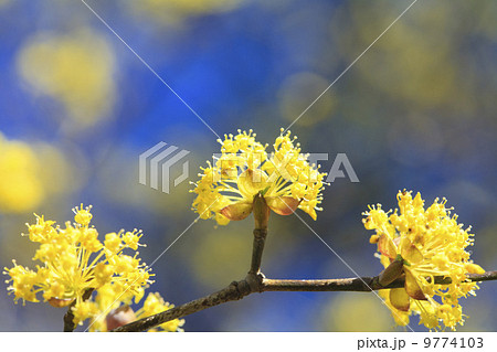 春の訪れ・サンシュユ 9774103