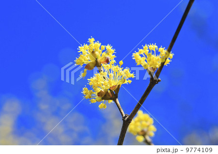 春の訪れ・サンシュユ 9774109