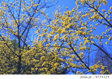 春の訪れ・サンシュユ 9774124