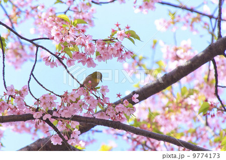 修善寺寒桜とメジロ 9774173