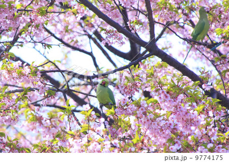 修善寺寒桜とワカケホンセイインコ 9774175