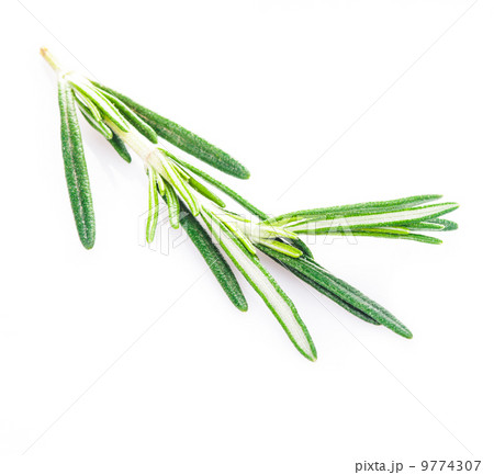 rosemary leaf isolated 9774307