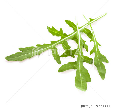 Fresh arugula 9774341