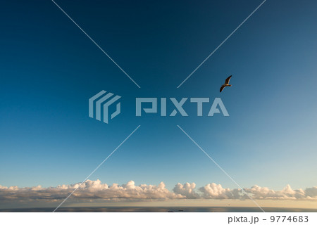 青空とカモメ　スペインの風景写真素材 9774683