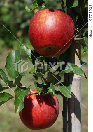 りんご3兄弟シナノスィート りんご3兄弟シナノスィート 9775003