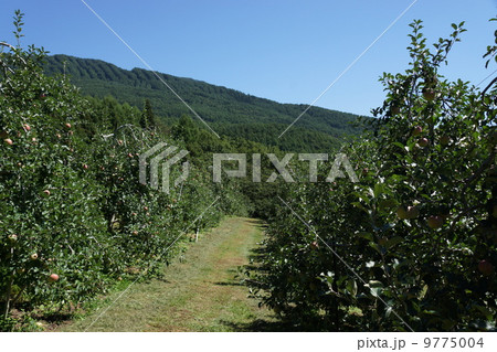 りんご3兄弟のふる里(リンゴ畑) りんご3兄弟のふる里(リンゴ畑) 9775004