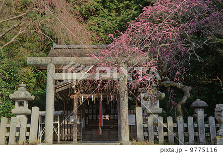 京都 大豊神社の紅梅 京都 大豊神社の紅梅 9775116