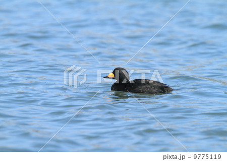 生き物 鳥類 浮上したクロガモ(♂)、水滴が光る 生き物 鳥類 浮上したクロガモ(♂)、水滴が光る 9775119