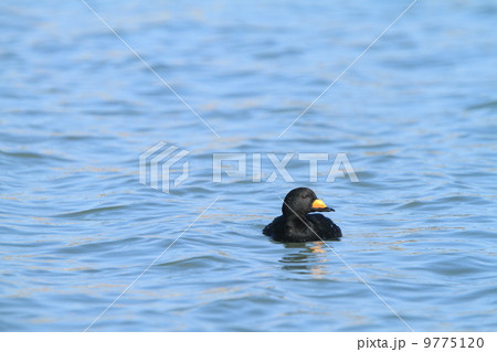生き物 鳥類 クロガモ(♂)正面 生き物 鳥類 クロガモ(♂)正面 9775120