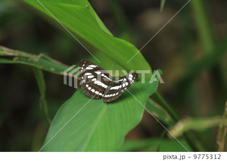 生き物　昆虫　羽を広げて休む　リュウキュウミスジ 9775312