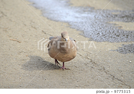 キジバト（雉鳩） 9775315