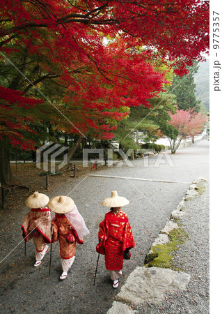 紅葉と市女笠 紅葉と市女笠 9775357