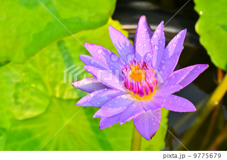 Purple water lily. 9775679