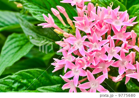 Centaurium erythraea Centaurium erythraea 9775680