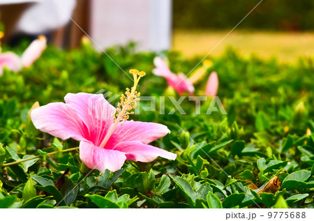 Chinese hibiscus pink 9775688