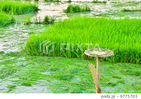 Rice seedlings field in asia. Rice seedlings field in asia. 9775703