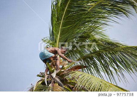 Coconut man 9775738