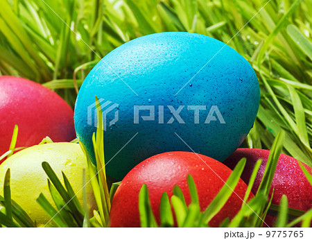Easter Eggs on Green Grass Easter Eggs on Green Grass 9775765