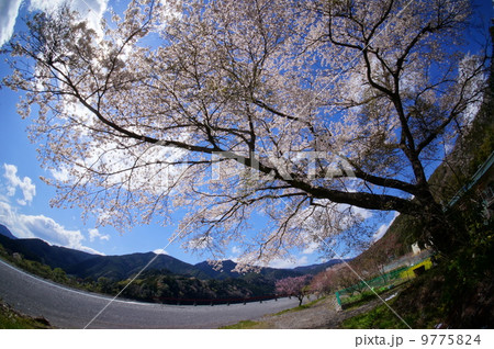 桜 9775824