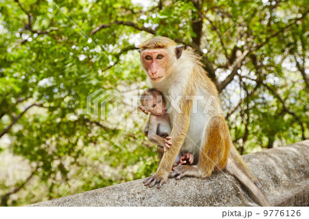 Monkey mother with baby 9776126
