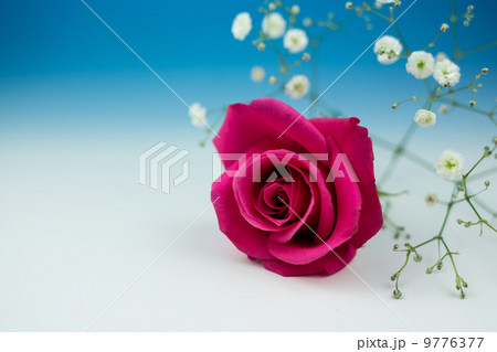 薔薇 薔薇 9776377