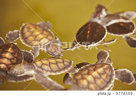 Baby turtle 9778509
