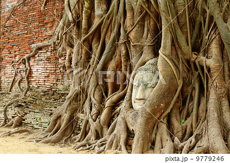 Buddha head in old tree Buddha head in old tree 9779246