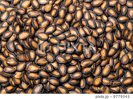 Watermelon seed in black 9779343