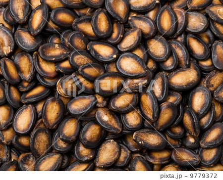 Black melon seed 9779372