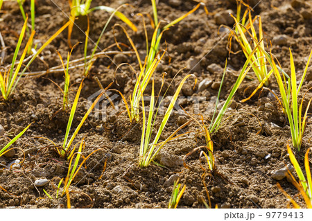 Green plant in the field 9779413