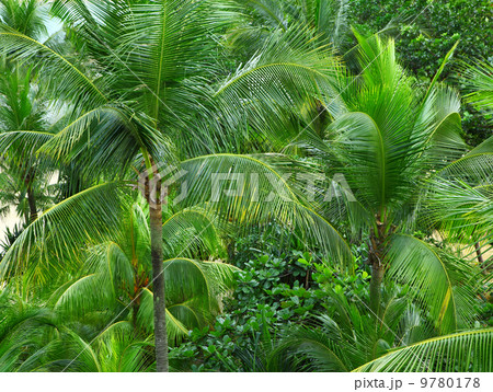 Palm trees forest 9780178