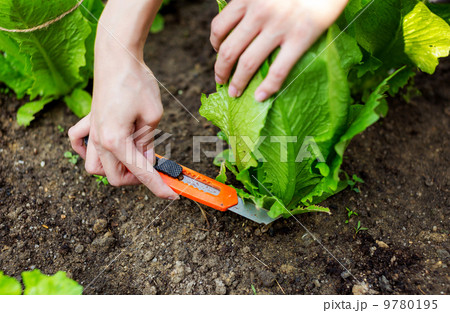 Cutting lettuce with a cutter Cutting lettuce with a cutter 9780195