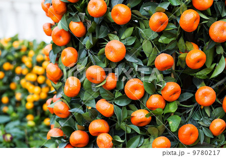 Citrus Fruit for chinese new year 9780217