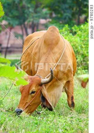 Cow 9780283