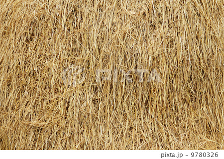 Dried reed 9780326
