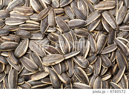 Sunflower seed close up Sunflower seed close up 9780572