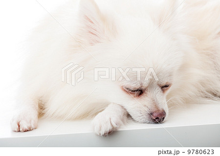 Sleeping pomeranian 9780623