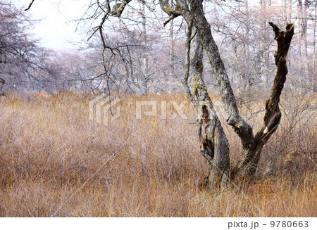 Autumn forest 9780663