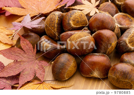 Chestnut and autumn maple 9780885