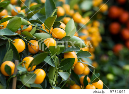 Tangerine for lunar new year Tangerine for lunar new year 9781065