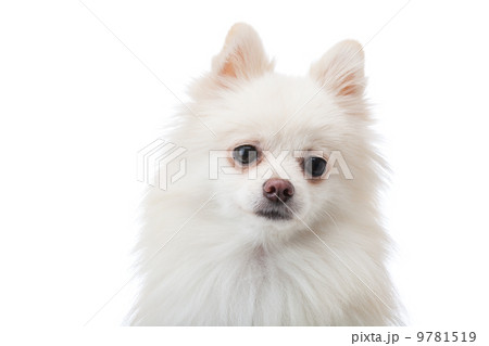 Adorable white Pomeranian puppy Adorable white Pomeranian puppy 9781519