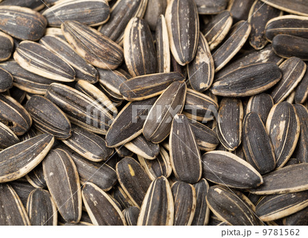 Sunflower seed close up 9781562