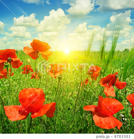 poppies field in rays sun 9783301