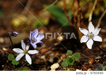 2月花 ミスミソウ・キンポウゲ科20 2月花 ミスミソウ・キンポウゲ科20 9783690